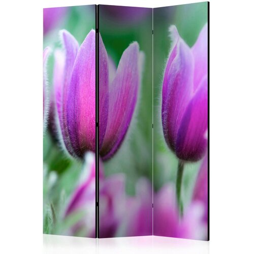 Artgeist PARAVAN 135/172/3 cm zelena, vijolična Cene