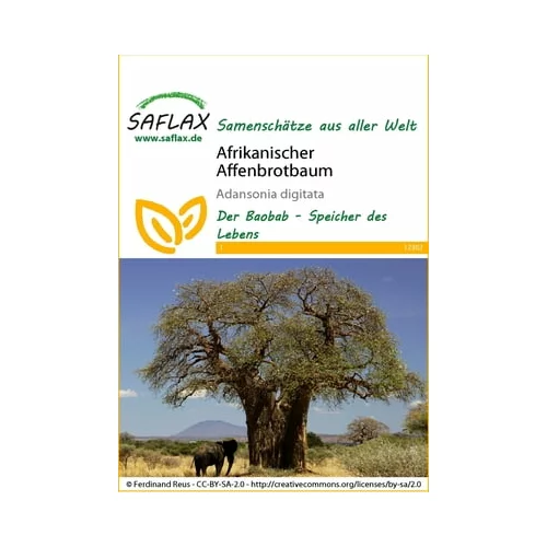 Saflax Afriško drevo baobaba