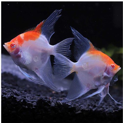 Akvarijum Centar albino red cap angelfish Cene