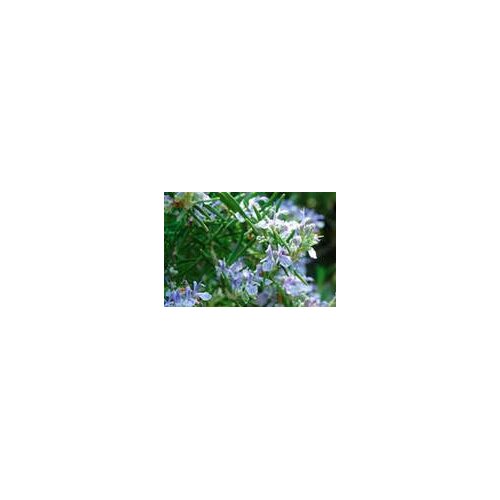 INSTITUT DR JOSIF PANČIĆ Institut Josif Pančić Čaj ruzmarin list, 80g Cene
