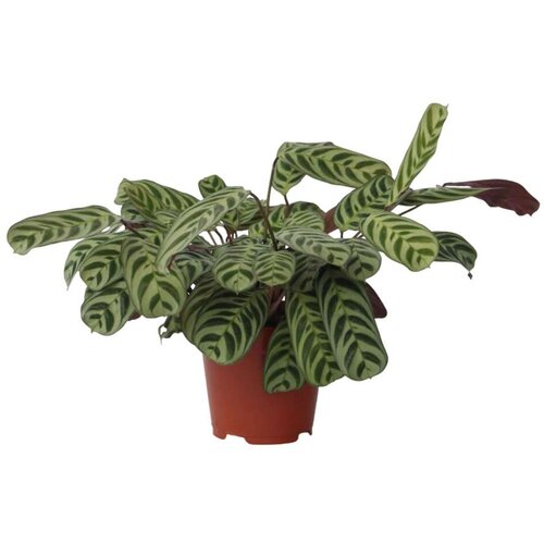 Plant in a Box marant - ctenanthe 'burle-marxii' - višina 30-40cm - ⌀14cm, (21758267) Cene
