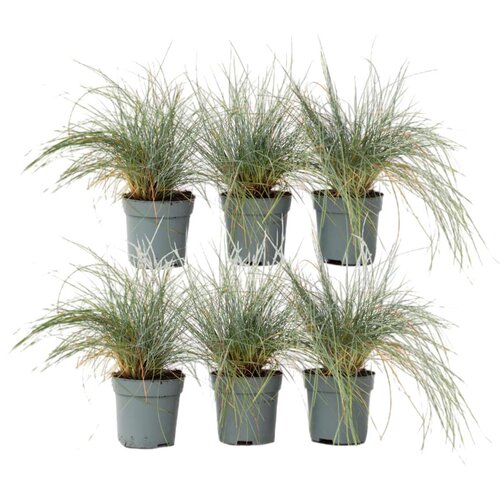 Plant in a Box sinjezelena bilnica - 6 kos - festuca glauca 'elijah blue' - V10-15cm - ⌀9cm, (21757450) Cene