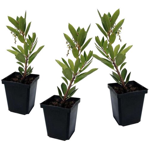 Plant in a Box jagodičnica - 3 kos - arbutus 'unedo' - višina 25-40cm - ⌀9cm, (21757302) Cene