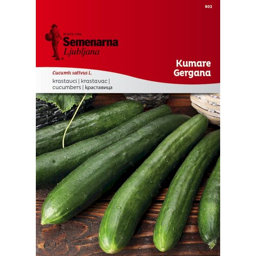  Kumare "Gergana" - 1,50 g Cene