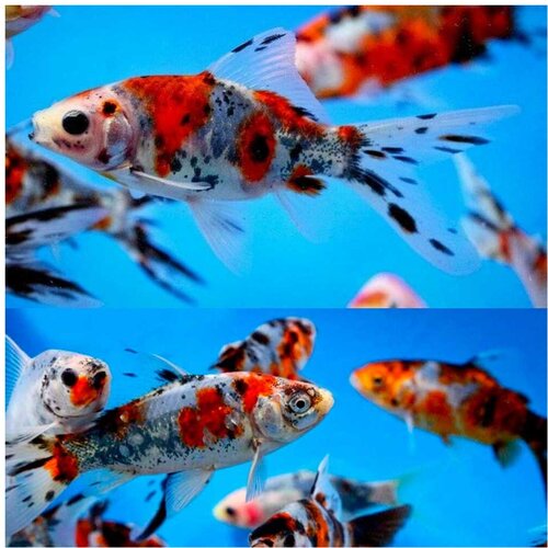 Akvarijum Centar Goldfish shubunkin comet Cene