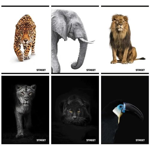 STREET Zvezek Safari A4 brezčrtni Cene