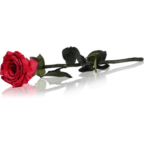 RoseAmor Red stabilizirana vrtnica na steblu 30 cm 1 kos Slike