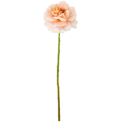 Mömax Vrtnica Rose Ii -Paz- Cene