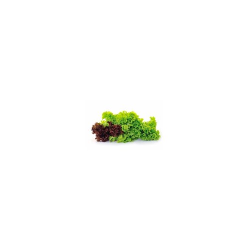 Univerexport salata sa korenom Slike