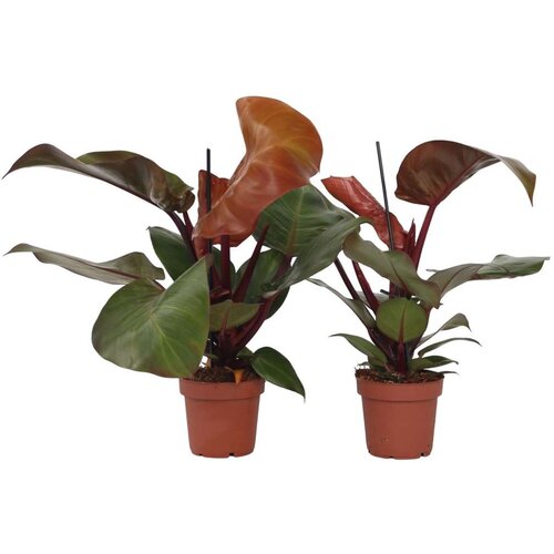 Plant in a Box filodendron - 2 kos - philodendron 'sun light' - višina 20-30cm - ⌀12cm, (21757946) Cene