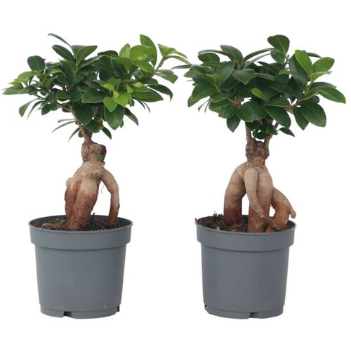 Plant in a Box bonsaj - 4 kos - ficus microcarpa - višina 30-40cm - ⌀12cm, (21758213) Cene