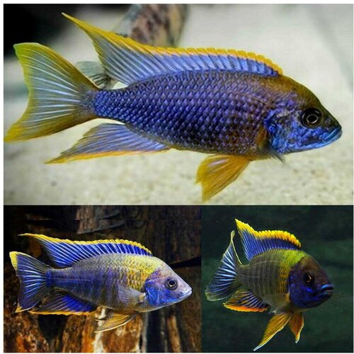 Akvarijum Centar Lwanda peacock Cene
