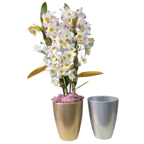 Hoerter 909 saksija za orhideje zlatna 13 cm Cene