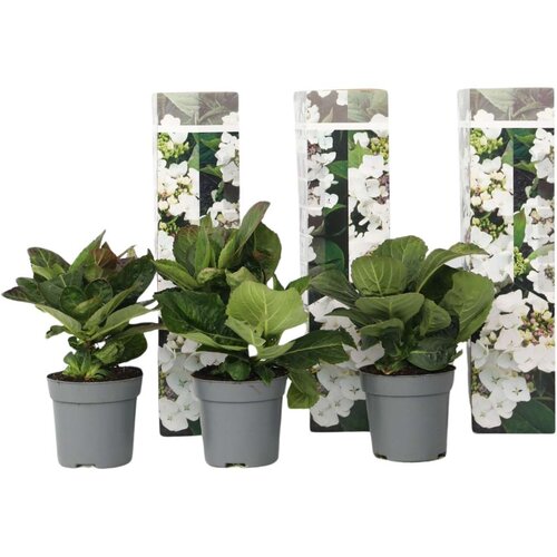 Plant in a Box hortenzija - 3 kos - hydrangea macrophylla &amp;#039;benxi&amp;#039; - vi&amp;scaron;ina 25-40cm - ⌀9cm, (21757553) Slike