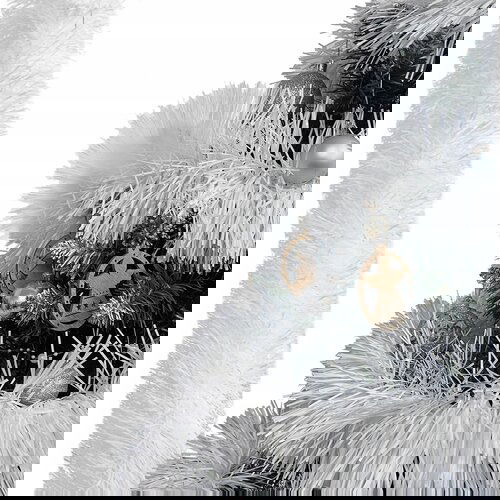  Debeli vijenac za jelku bijeli 6m Cijene