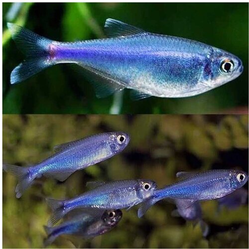 Akvarijum Centar Boehlkea fredcochui - Peruvian blue tetra Cene