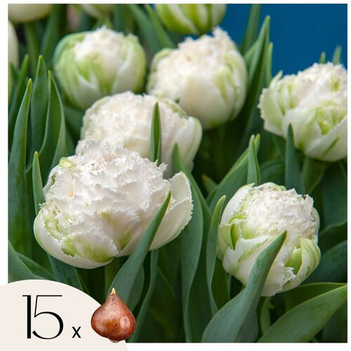 Plant in a Box Tulipani čebulice - 15 kos - Tulipa 'Snow Crystal' - Cvetne čebulice - Pamet, (21755683) Cene