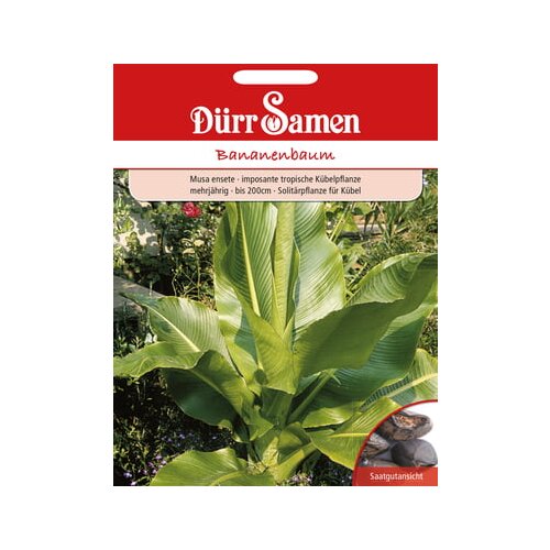 Dürr Samen banana drevo Cene