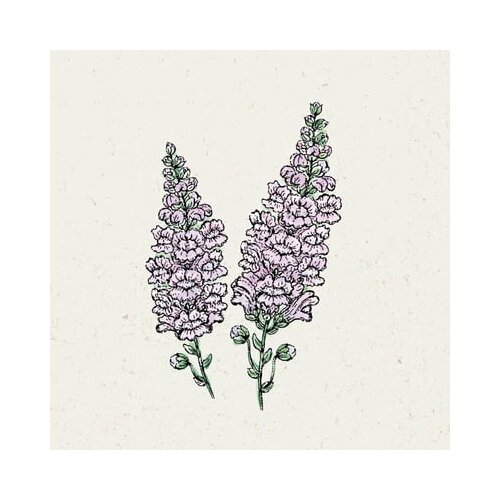 Jora Dahl Antirrhinum majus "Poletna sivka" - odolin Cene