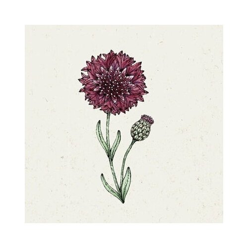 Jora Dahl Centaurea Cyanus &amp;quot;Black Ball&amp;quot; - modri glavinec Slike