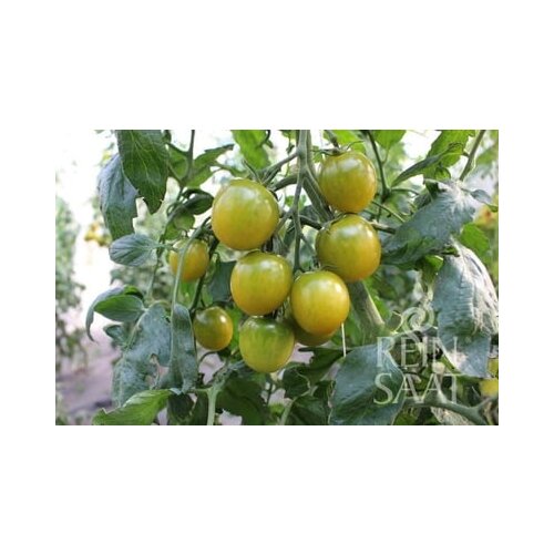 ReinSaat Koktajl paradižnik "Green Grape" Cene