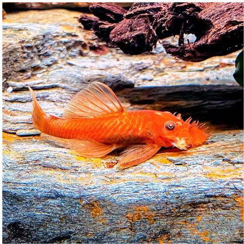 Akvarijum Centar Ancistrus sp. - Ancictrus super red Cene