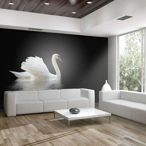  Tapeta - swan (black and white) 350x270 Slike