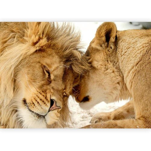 Artgeist Fototapeta Lion Tenderness, 250x175cm Cene
