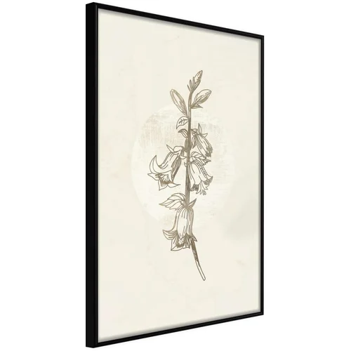  Poster - Beige Campanula 30x45