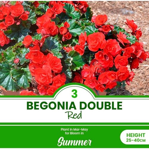 Royal De Ree Lukovica Begonija - Begonia Double Red 3/1 Cene