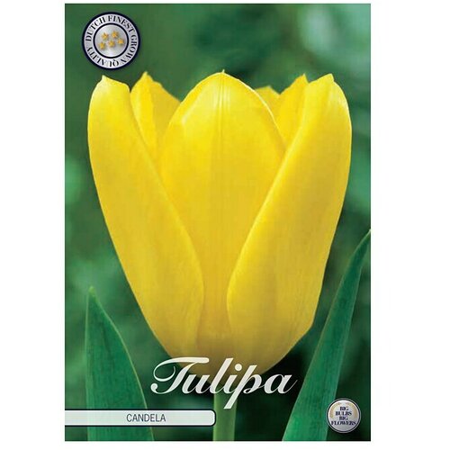  Cvjetne lukovice Tulipan Fosteriana Candela (Žuta, Botanički opis: Tulipa) Cijene