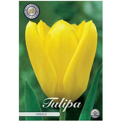  cvjetne lukovice Tulipan Fosteriana Candela (Žuta, Botanički opis: Tulipa)
