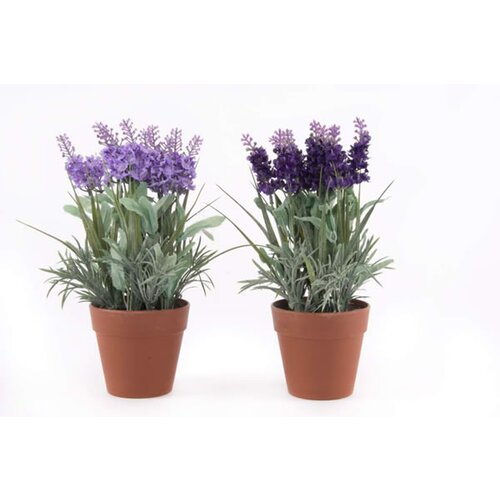  Lavanda u saksiji Slike
