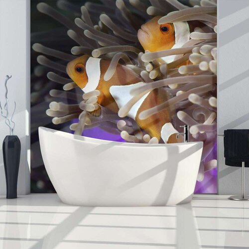  Tapeta - Clownfish 200x154 Slike