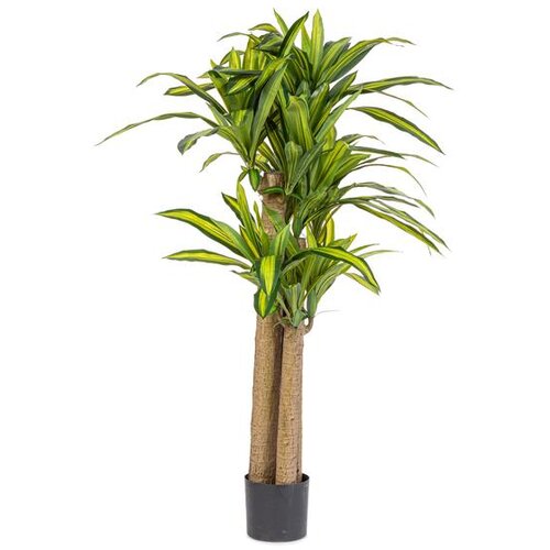  DRACENA 150CM Cijene