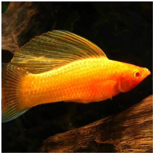 Akvarijum Centar Gold sailfin molly Cene