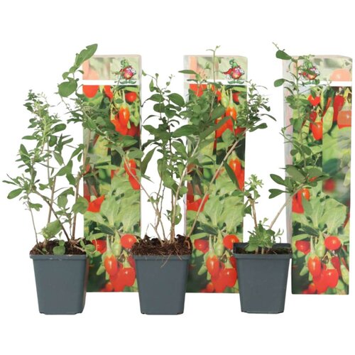 Plant in a Box goji jagode - 3 kos - lycium barbarum - višina 25-40cm - ⌀9cm, (21757371) Cene