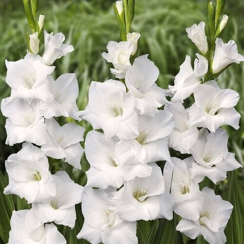 Royal De Ree Lukovica Gladiola, sabljica - Gladiolus Fidelio 8/1 Cene
