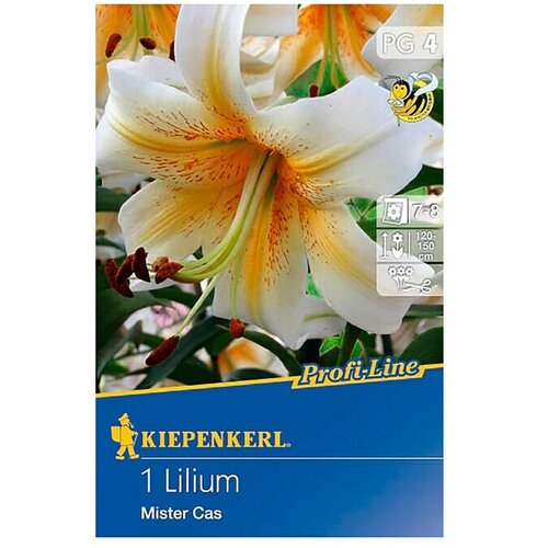 KIEPENKERL Profi-Line Lukovice ljetnog cvijeća (Lilium x hybrida 'Mister Cas', 1 Kom.) Cijene
