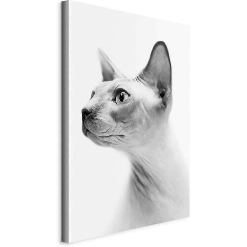 Artgeist Slika Na Platnu Hairless Cat Cene