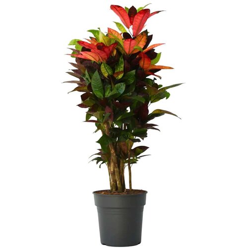 Plant in a Box kroton - codiaeum variegatum 'mrs. iceton' - višina 90-100cm - lonec 27cm, (21758274) Cene