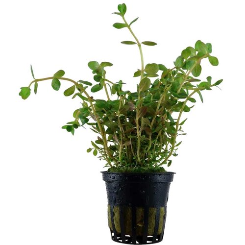 Rainforest Rotala rotundifolia Cene