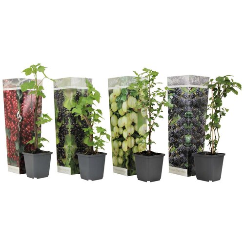 Plant in a Box mešanica jagodičja - 4 kos - rubus, rubrum, uva, fructosus - V25-40cm - ⌀9cm, (21757520) Cene