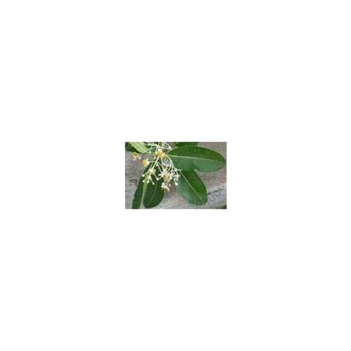 Oshadhi biljno ulje Tamanu (Kalofil) 30ml Slike