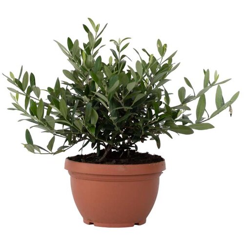 Plant in a Box oljka - olea europaea - višina 30-40cm - ⌀21cm, (21757827) Cene
