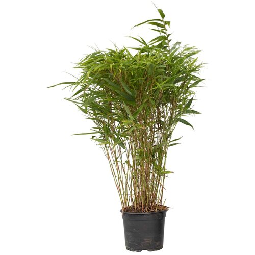 Plant in a Box bambus - fargesia nitida &amp;#039;gansu&amp;#039; - vi&amp;scaron;ina 50-70cm - ⌀17cm, (21757629) Slike