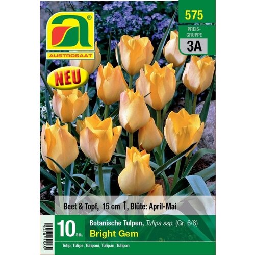 AUSTROSAAT Botanični tulipani "Bright Gem" - 10 čebu. Cene