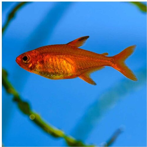 Akvarijum Centar ember tetra - amanda Cene