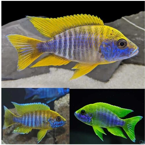 Akvarijum Centar Lemon jake peacock Cene