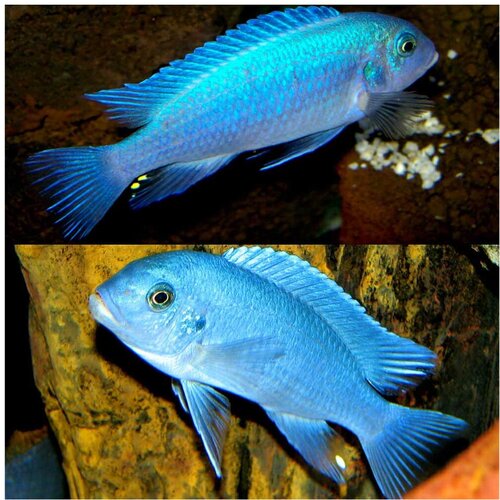 Akvarijum Centar cobalt blue zebra cichlid Cene